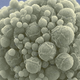 JCVI-syn3.0. Imagen: J. Craig Venter Institute